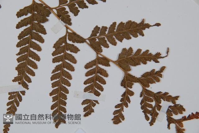 粗毛鱗蓋蕨藏品圖，第3張