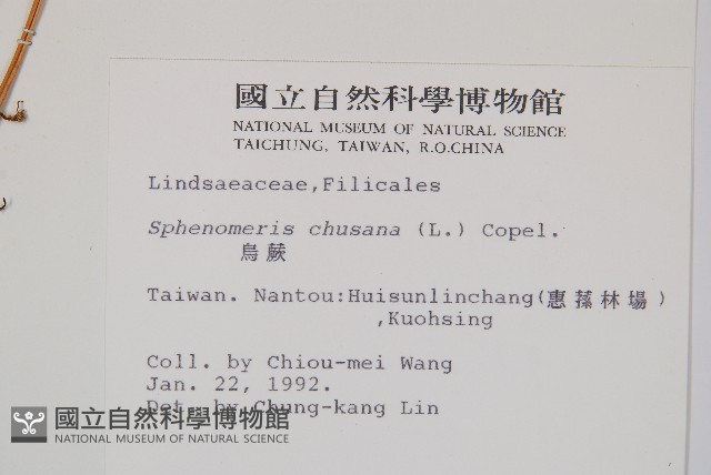 烏蕨藏品圖，第2張