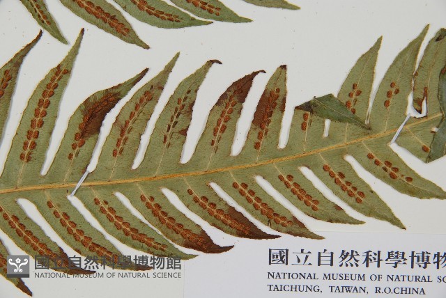 生芽狗脊蕨、頂芽狗脊蕨藏品圖，第3張