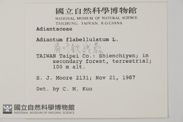 扇葉鐵線蕨藏品圖，第2張