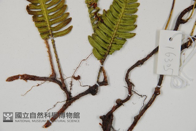 馬來陰石蕨藏品圖，第3張