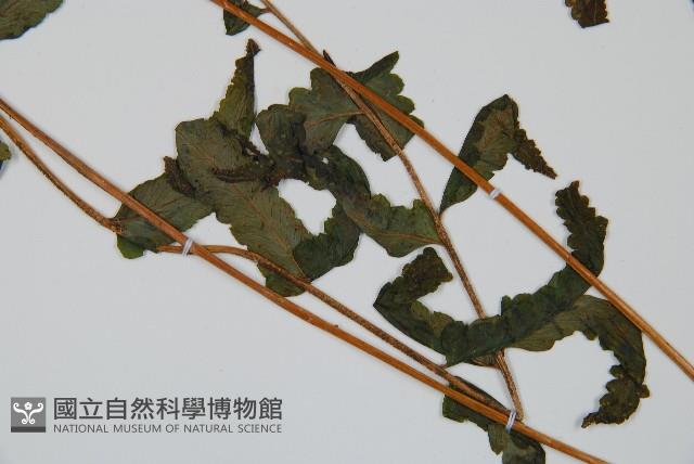 邊緣鱗蓋蕨藏品圖，第3張