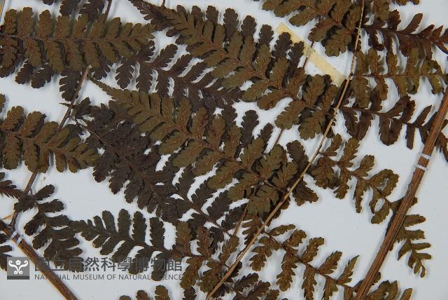 川上氏雙蓋蕨藏品圖，第3張