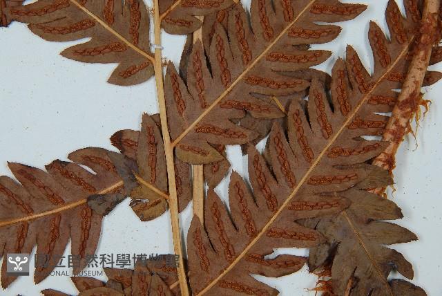 日本狗脊蕨藏品圖，第3張