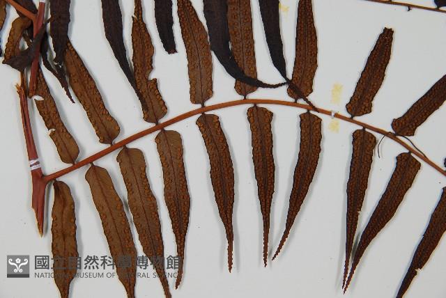 黑桫蕨藏品圖，第3張