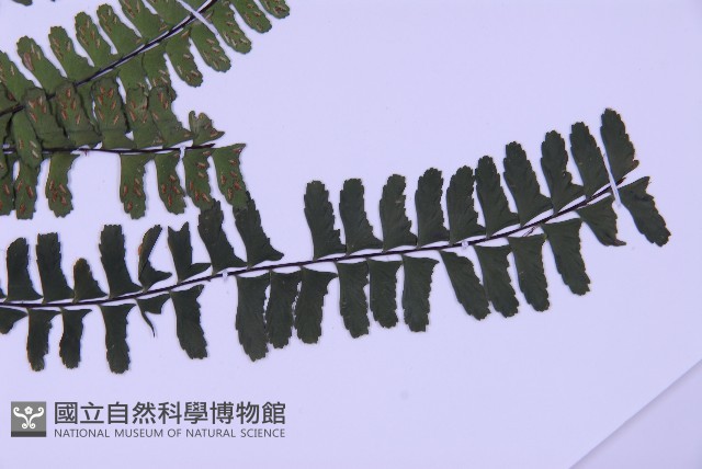 生芽鐵角蕨藏品圖，第3張