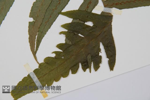 毛柄短腸蕨藏品圖，第3張