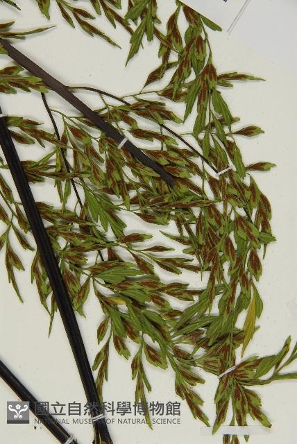 大黑柄鐵角蕨、黃鱗鐵角蕨、大羽鐵角蕨藏品圖，第6張