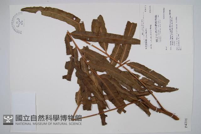 羅蔓藤蕨藏品圖，第3張