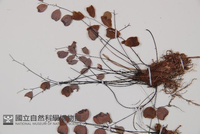 白堊鐵線蕨藏品圖，第2張