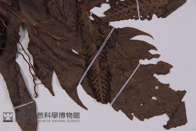 Accession Number:P001610 Collection Image, Figure 3, Total 5 Figures