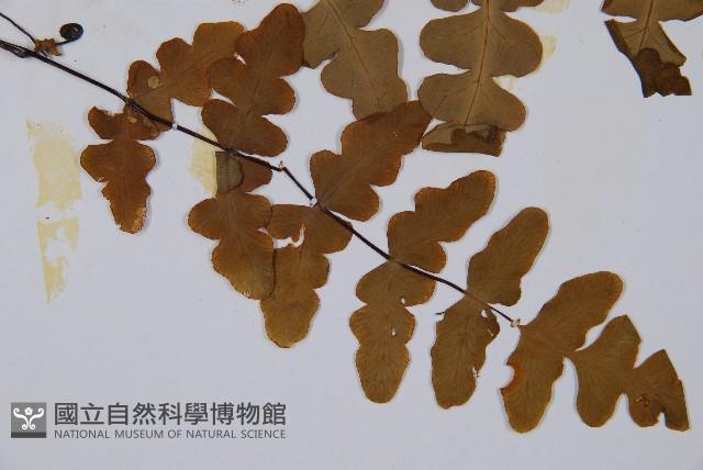 栗蕨藏品圖，第3張