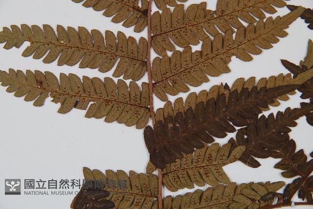 蘭嶼筆筒樹、蘭嶼桫欏藏品圖，第3張