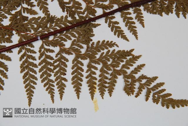 碗蕨藏品圖，第3張