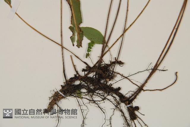 單葉雙蓋蕨藏品圖，第3張