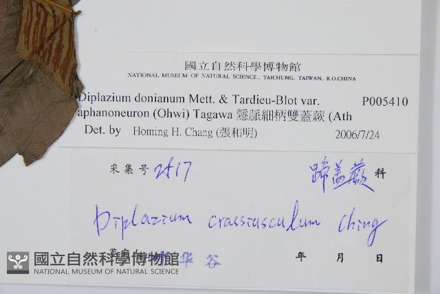 隱脈細柄雙蓋蕨藏品圖，第3張