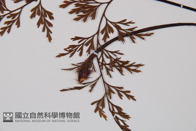威氏鐵角蕨藏品圖，第3張