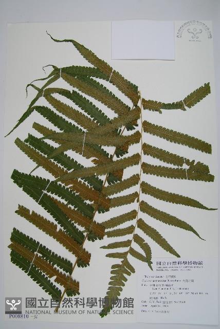 大葉毛蕨藏品圖，第3張