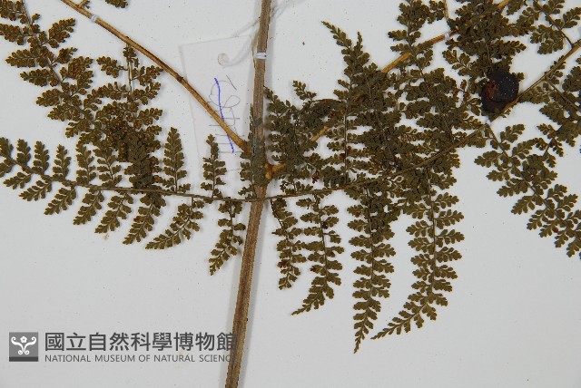 稀子蕨藏品圖，第3張