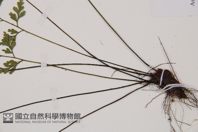 威氏鐵角蕨藏品圖，第3張
