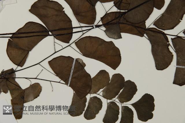 半月形鐵線蕨藏品圖，第3張