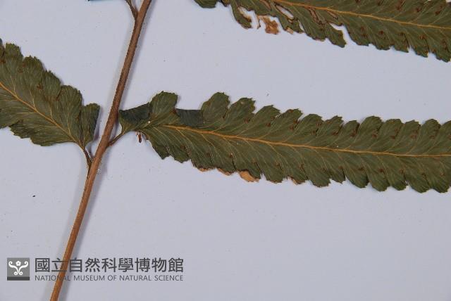 邊緣鱗蓋蕨藏品圖，第3張