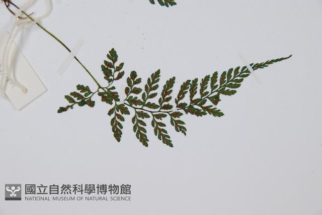 蓬萊蹄蓋蕨藏品圖，第3張