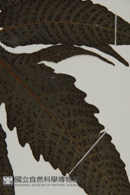 三叉蕨藏品圖，第3張