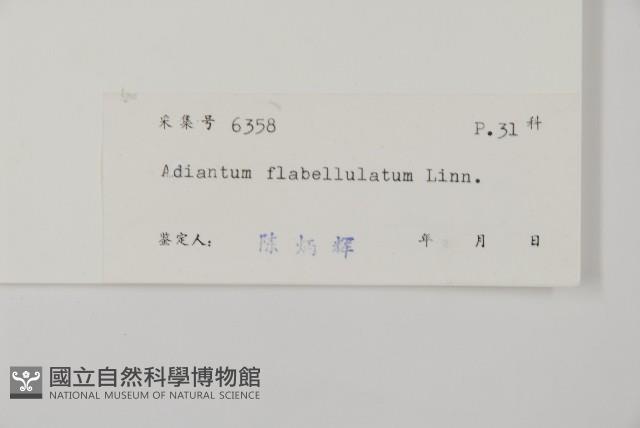 扇葉鐵線蕨藏品圖，第2張