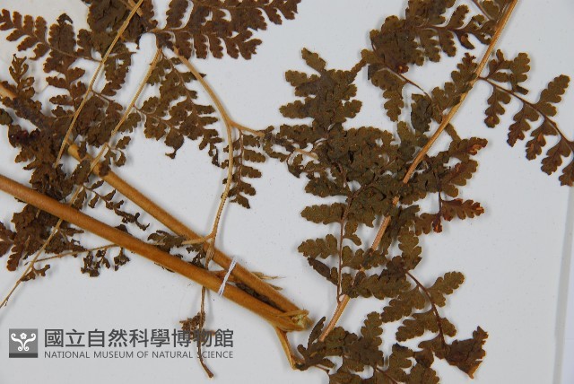 華南鱗蓋蕨藏品圖，第3張