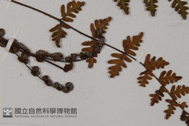歐洲金毛裸蕨藏品圖，第2張