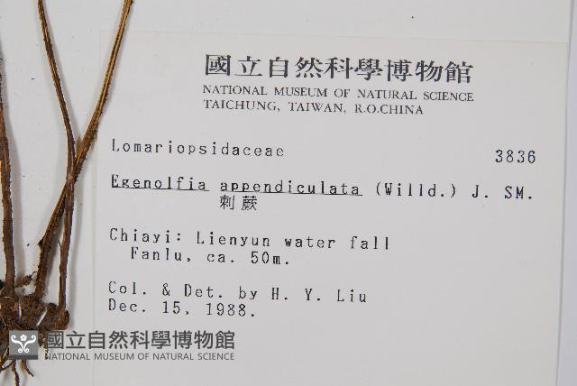 刺蕨藏品圖，第2張