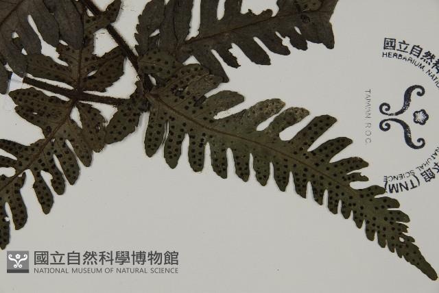 高士佛擬肋毛蕨藏品圖，第3張