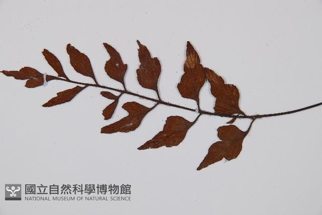石生鐵角蕨藏品圖，第3張