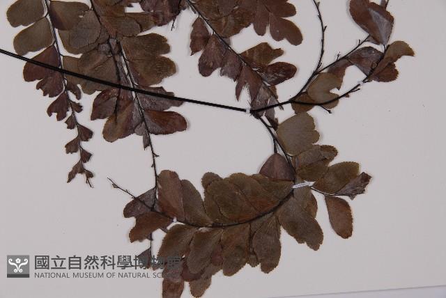 鞭葉鐵線蕨藏品圖，第3張