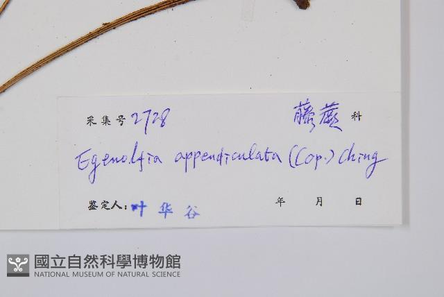 刺蕨藏品圖，第2張