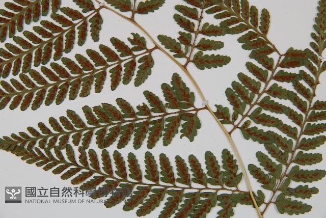 高山蹄蓋蕨藏品圖，第6張