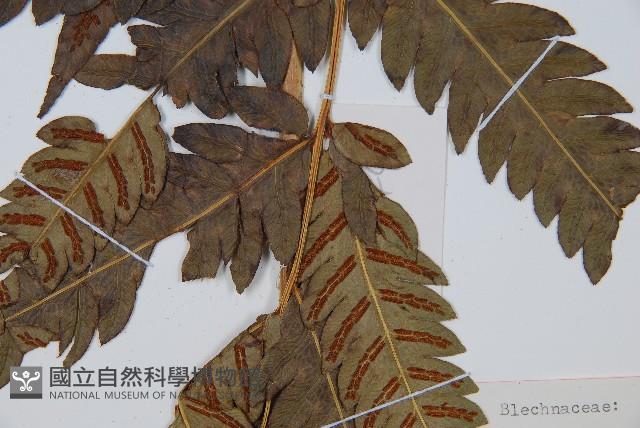 日本狗脊蕨藏品圖，第3張