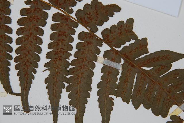 德氏雙蓋蕨藏品圖，第3張