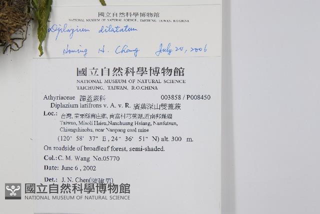 廣葉鋸齒雙蓋蕨藏品圖，第2張