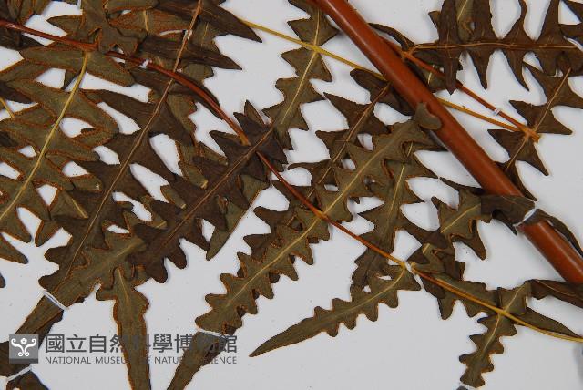 栗蕨藏品圖，第3張