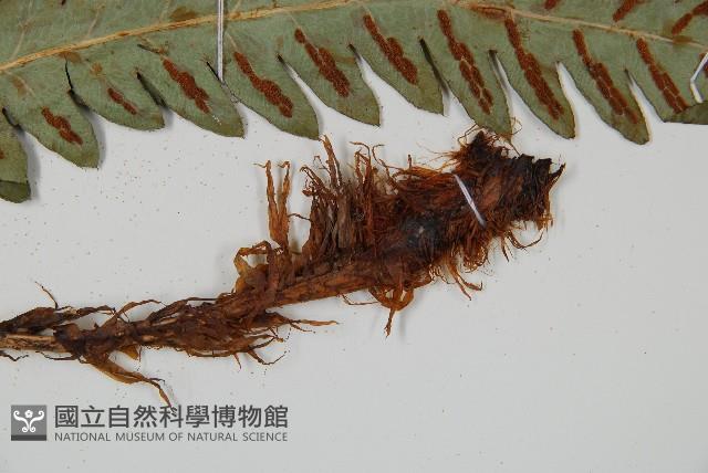 日本狗脊蕨藏品圖，第3張