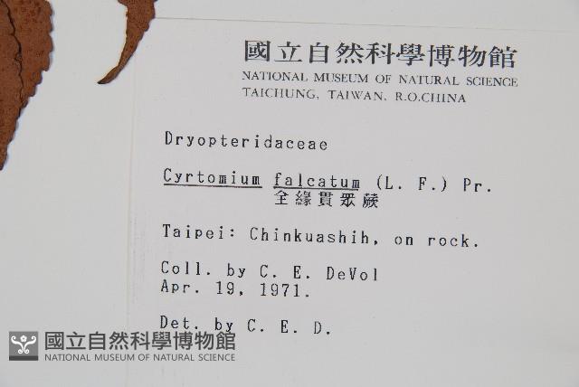 全緣貫眾蕨藏品圖，第2張