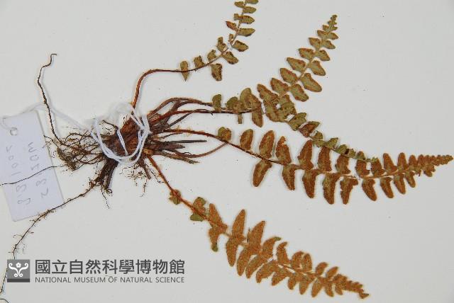 岩蕨藏品圖，第3張