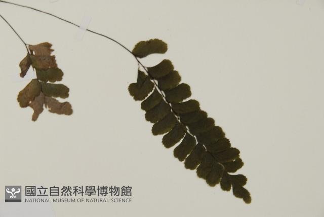 長尾鐵線蕨藏品圖，第3張