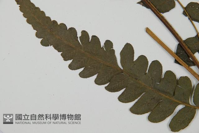毛柄短腸蕨藏品圖，第3張