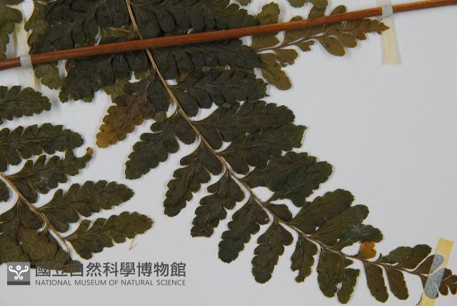 團羽鱗蓋蕨藏品圖，第3張