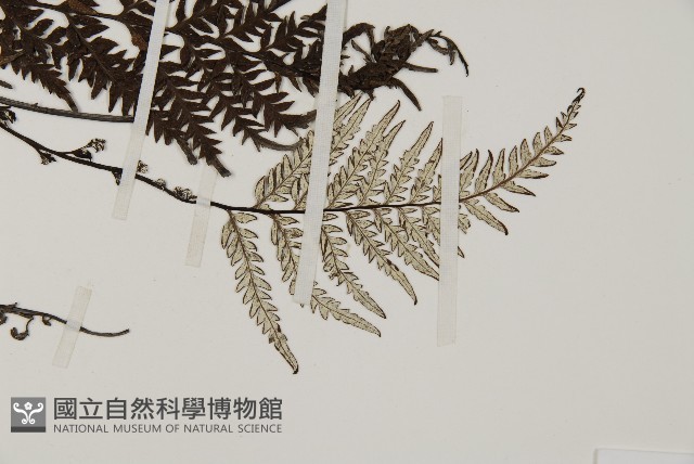 粉葉蕨藏品圖，第3張