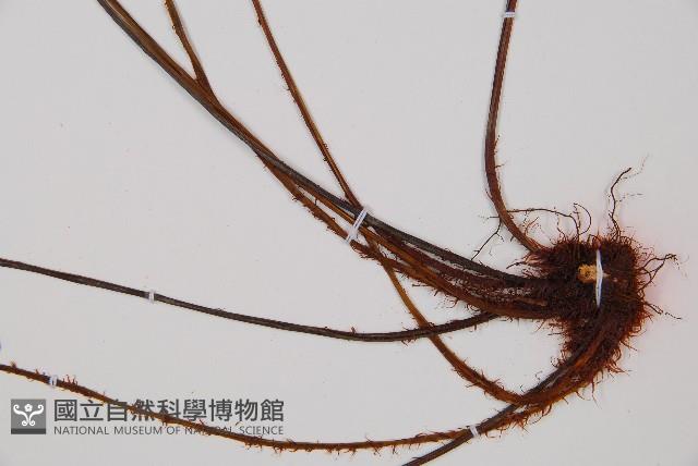 威氏鐵角蕨藏品圖，第3張