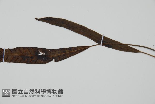 單葉雙蓋蕨藏品圖，第3張